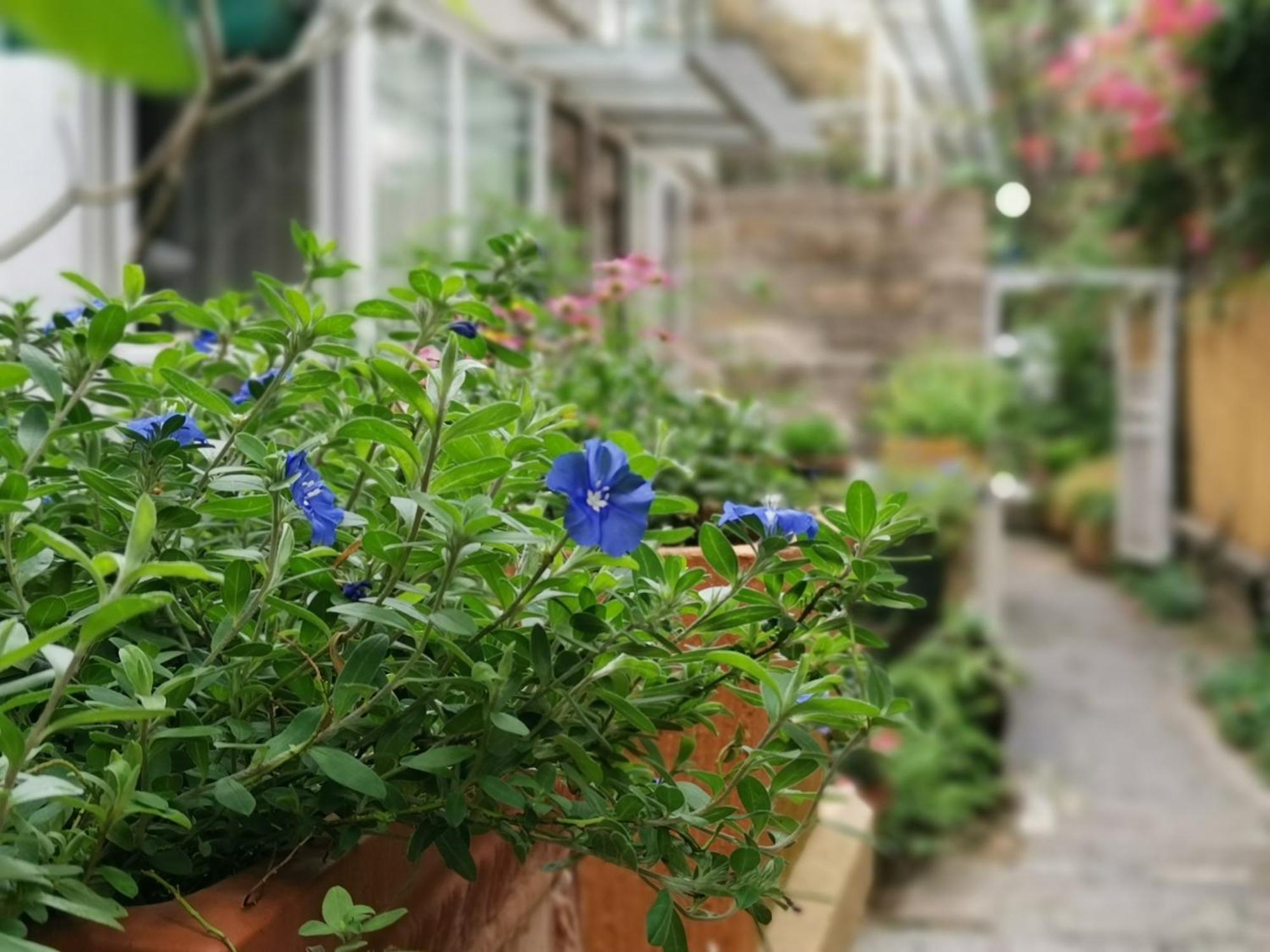Shenzhen No'6 Garden Villa --French Window With Garden View,Close To Sea World &Shekou Ferry Port &K11 Ecoast &Subway Nearby ,Offer Western Food And Coffee &English Speaking With Tour Services Экстерьер фото